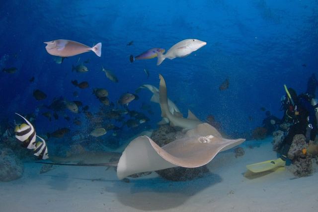 Eagle ray