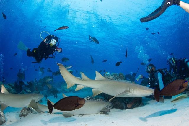Reef sharks on the dive
