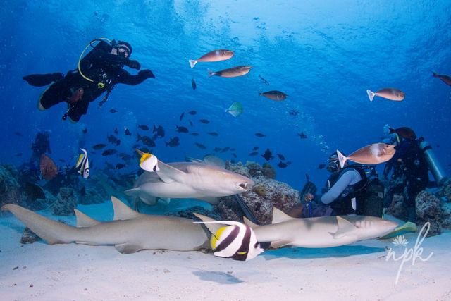 Reef sharks