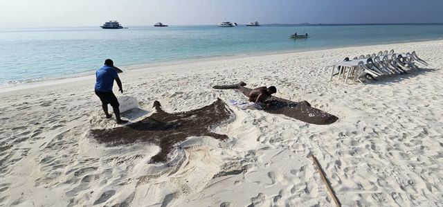 Sandbank stingrays